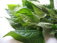 Betal leaf 100g